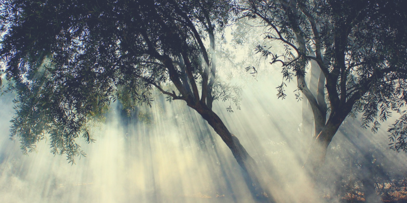 Manifesto Terre dei Gigli: siamo esploratori del gusto